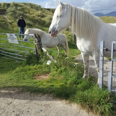 Luskentyre ponies