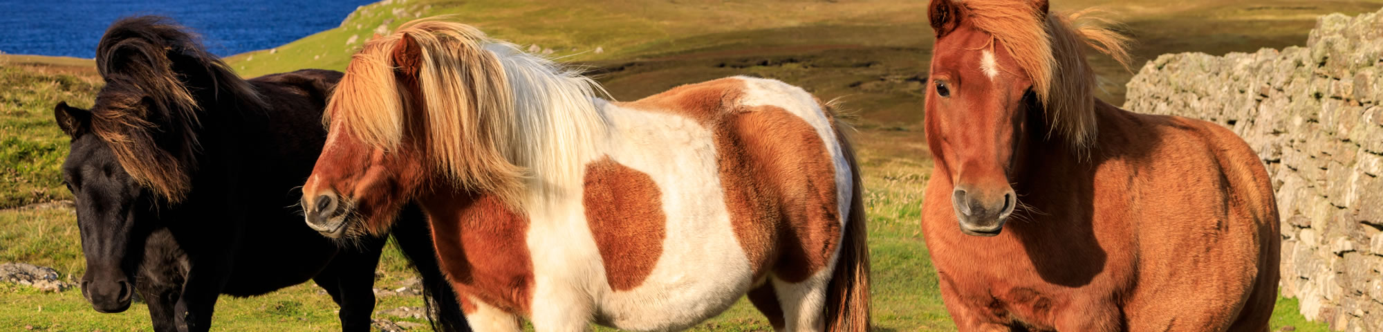 Shetland Ponies