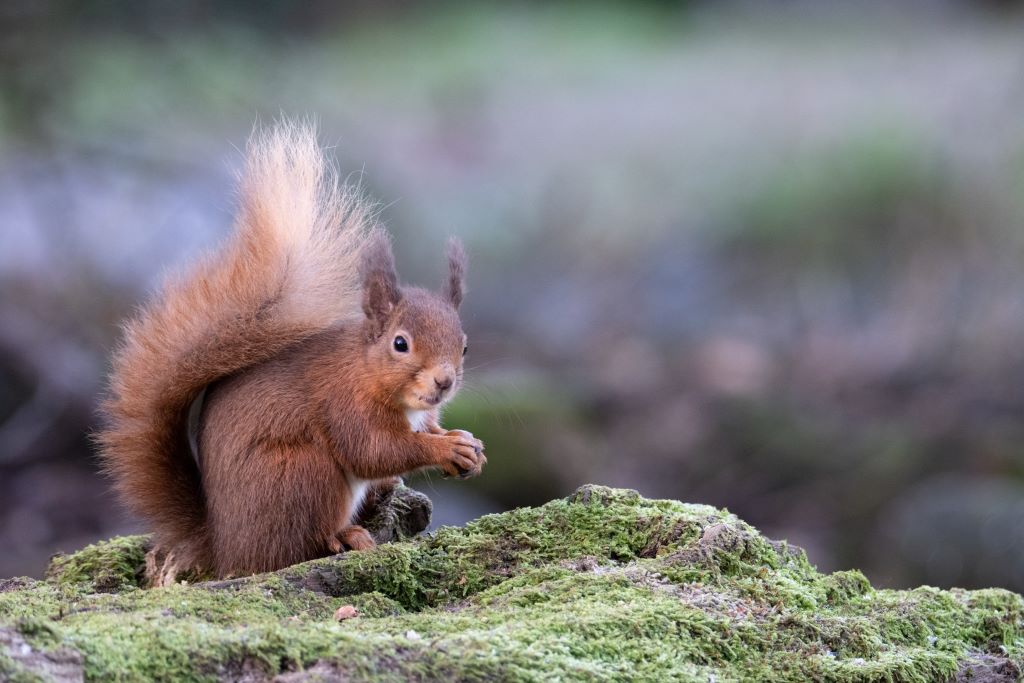 Activity Rothiemurchus Estate