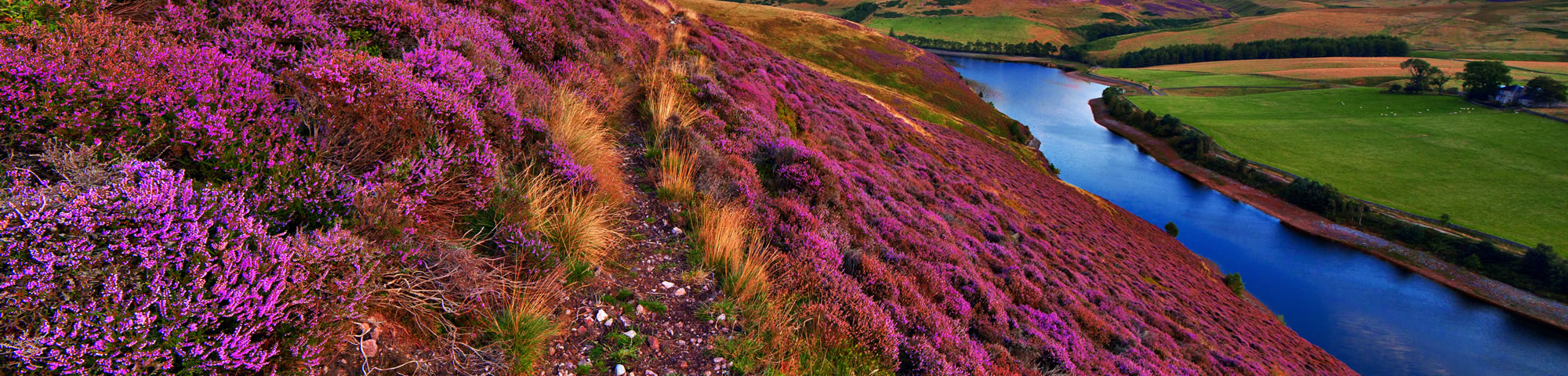 Heather in the Pentland Hills