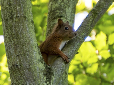 Red Squirrel