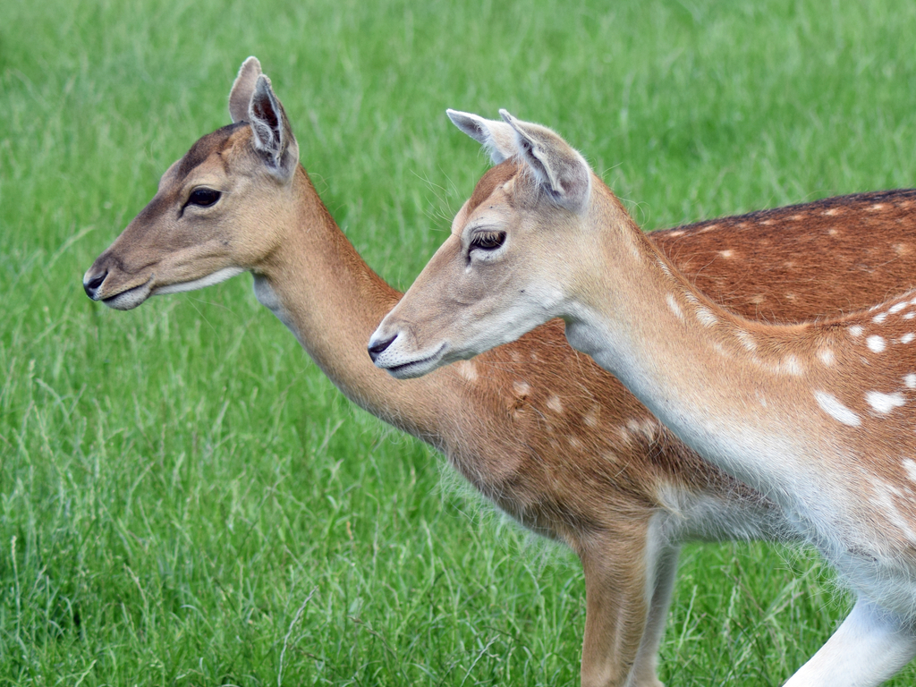 Activity The Scottish Deer Centre