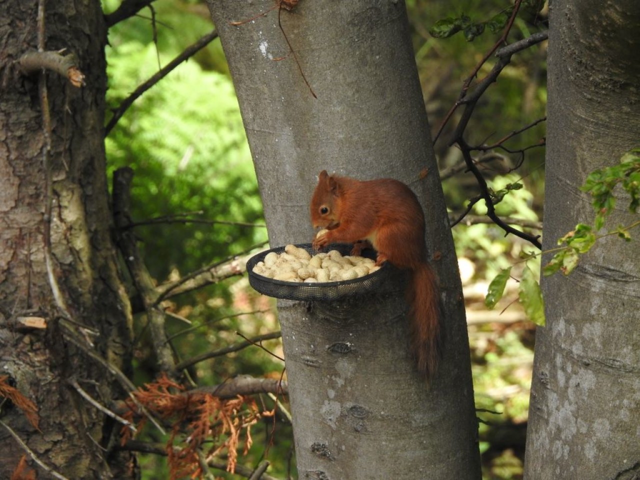 Red Squirrel