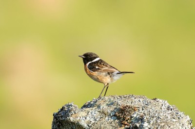 Stonechat