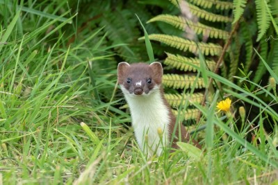 Stoat