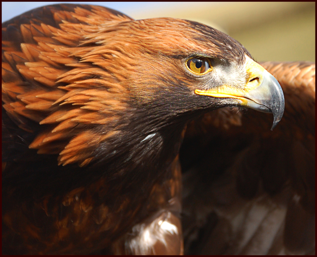 Activity Loch Lomond Bird of Prey Centre