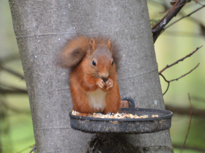 Red Squirrel